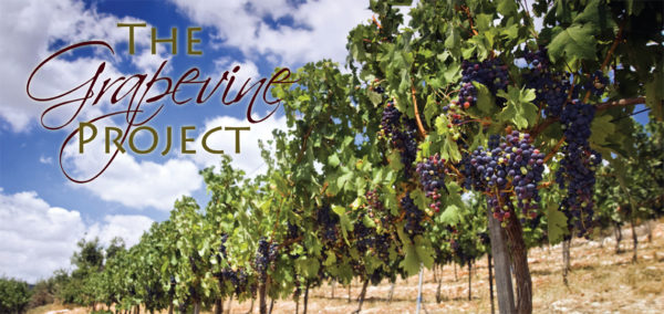 grapevine project