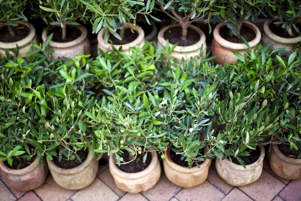 Tips for Growing a Healthy Olive Tree