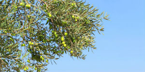 about my olive tree