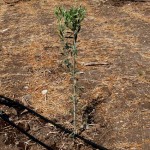 ginosar_tree_1