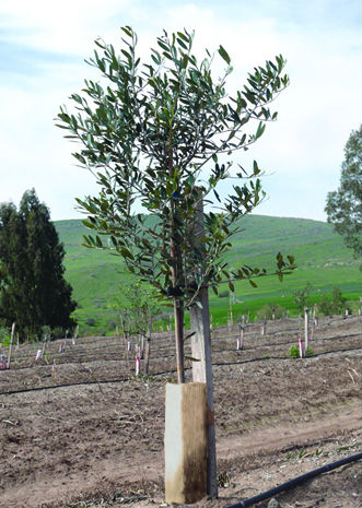 sponsor olive tree israel