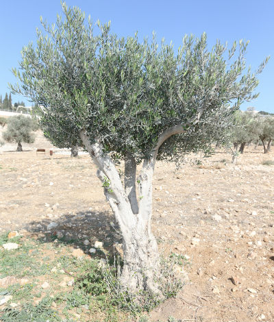 king's valley olive tree sponsorship