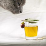 olive oil for cats