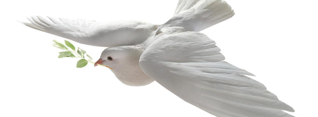 Dove with olive branch