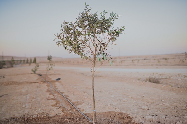 shmita