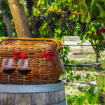 grapevines in negev