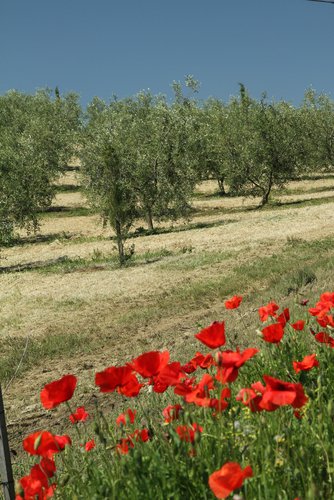 shutterstock_57796336
