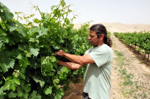 NEGEV DESERT - MAY 15: An Israeli farmer in his vineyard on May 15 2009 in the Negev desert, Israel.Many Israeli farmers using ancient desert farming methods from the time of the Nabatioan people. 