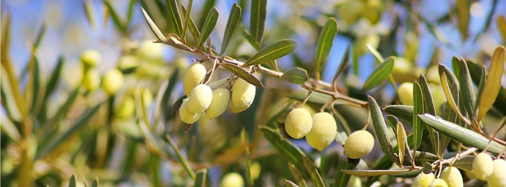 The types of olive trees planted by My Olive Tree include the Syrian