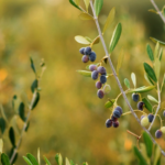 It is amazing to think that even thousands of years ago olive oil was used in biblical times in a very similar way to how it is used today. So many things have changed but very little has changed when it comes to olive oil!  In biblical Israel olive oil was used in food, lamp oil, healing ointment, and in cleansing soaps. Isn’t that a beautiful picture? Olive oil provides us with sustenance, light, healing, and cleansing. There are not very many other commodities that could compare!  Olive trees, olive oil, and olive presses were in great abundance in biblical Israel.  Deuteronomy 8 describes it this way:  7 For the Lord your God is bringing you into a good land, a land of brooks of water, of fountains and springs, that flow out of valleys and hills; 8 a land of wheat and barley, of vines and fig trees and pomegranates, a land of olive oil and honey; 9 a land in which you will eat bread without scarcity, in which you will lack nothing; a land whose stones are iron and out of whose hills you can dig copper.10 When you have eaten and are full, then you shall bless the Lord your God for the good land which He has given you.  -Deuteronomy 8:7-10  Olive oil has been used for generations to honor both God and men.   But the olive tree said to them, ‘Should I cease giving my oil, With which they honor God and men, And go to sway over trees?’ -Judges 9:9  And it is also one of the main components found in Exodus 30 anointing oil---like we see with The King’s Oil.   In biblical days an abundance of oil was a sign of prosperity and favor and a lack of oil was one of the many curses for disobedience (Deut 28:40).  Olive trees and their fruit have long since been an agricultural economy as well as a beautiful symbol of peace and provision.   My Olive Tree is honored to be a part of such an amazing industry in Israel that has given us a beautiful and lasting legacy. We are honored to be a part of the restoration of Israel and to be witnesses of the prophecies of Amos and Isaiah coming to pass.   For some, My Olive Tree is simply an initiative to plant olive groves in Israel but to us it is so much more. It is a chance for us to join our             ancestors and the generations before us by putting our hands and our heart into the soil of the Promise Land and reaping a harvest of promises. 