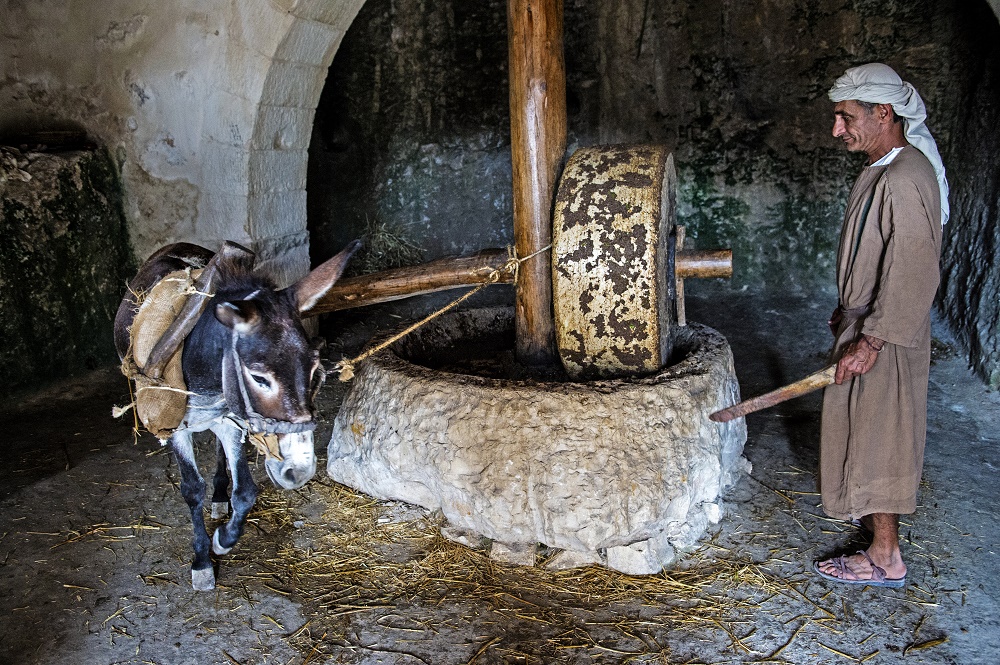 Olive Oil in Biblical Times - Sponsor an Olive Tree in Israel