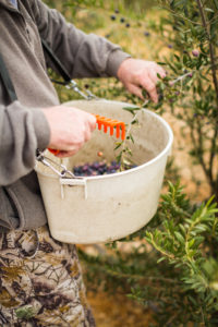 Olives being scraped and pulled off of a olive branch and put into a plastic waist worn container during a harvest in Paso Robles, California