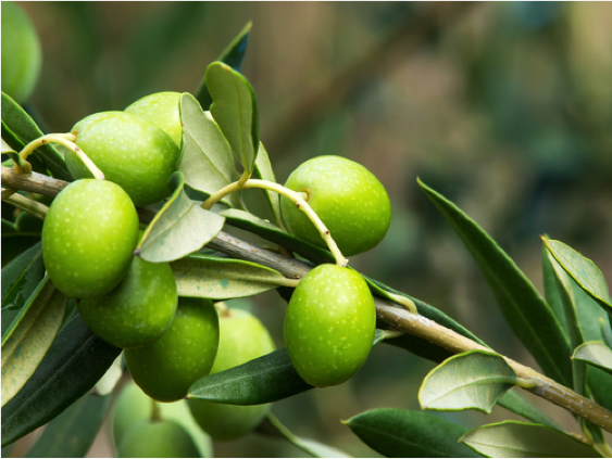 olive tree branch