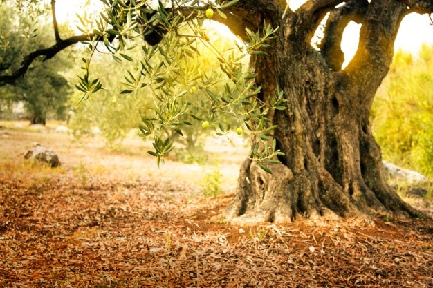 Olive Trees in Modern Culture