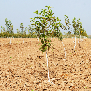 olivesapling