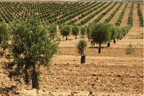 Olive tree grove