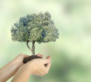 Olive trees boost the agricultural economy.