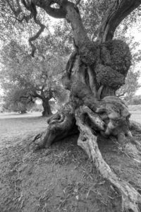 Africa and the Middle East are Emerging Markets for Olive Oil