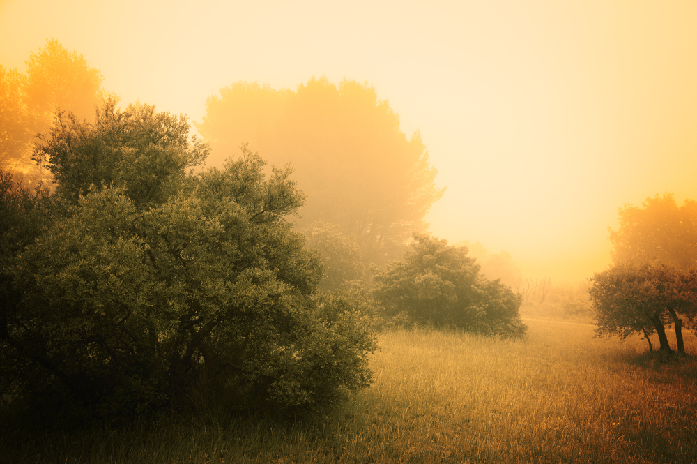 Olive Trees in a fog. Mistral wind blows in Provence (France). Aged photo.