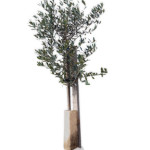 my olive tree sponsorship