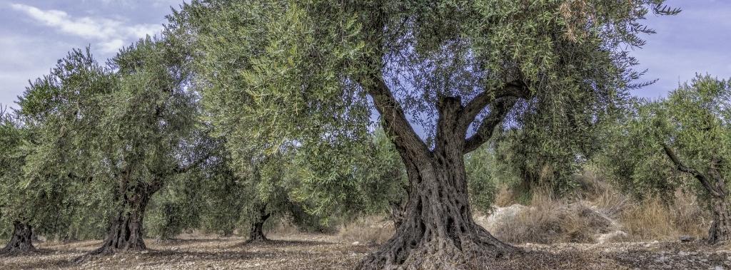 Row of mature olive trees underneath blue sky.