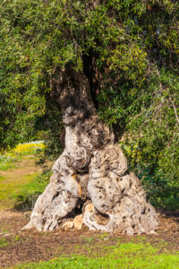 Frequently Asked Questions About Growing Olive Trees
