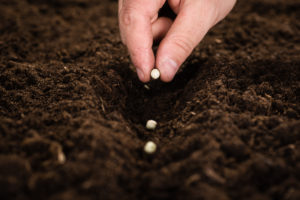 Planting in the Storm