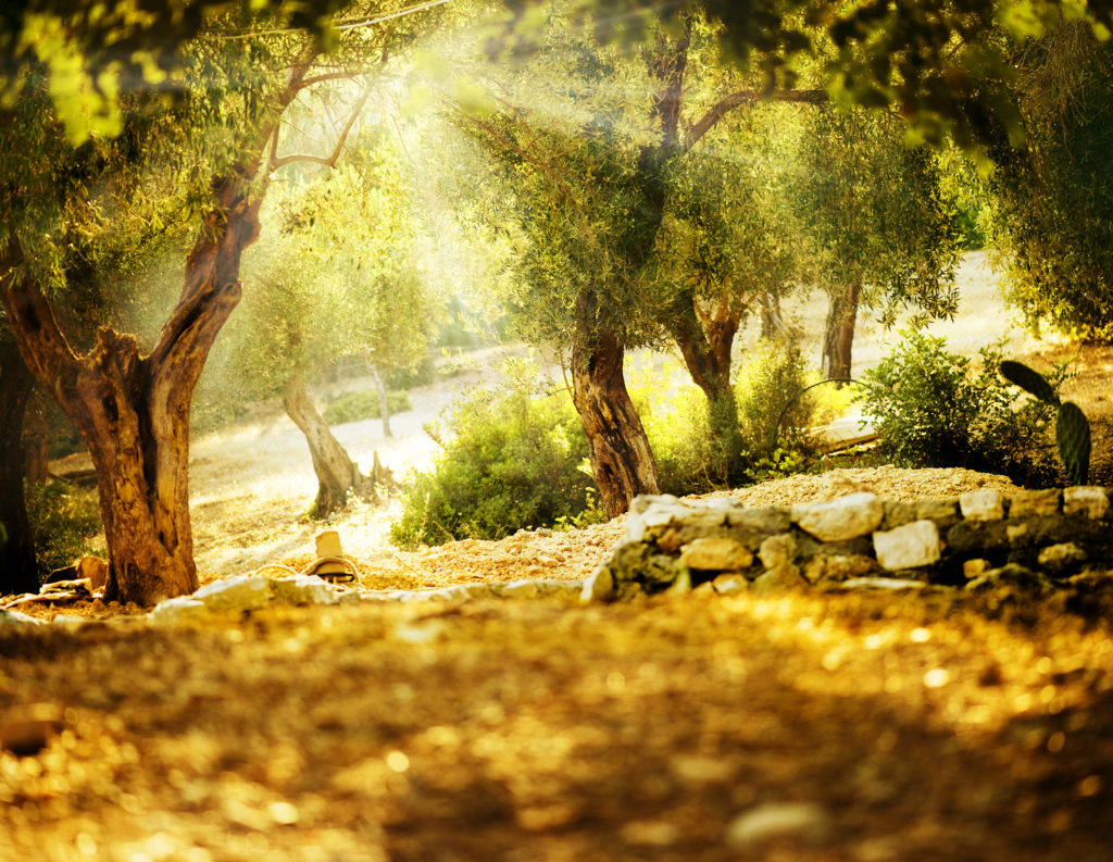 olive trees in the holy land