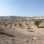 My Olive Tree, in conjunction with the Israel Nature and Parks Authority, is honored to participate in a project to plant thousands of olive trees in the contentious Silwan Valley (King’s Valley) area of Jerusalem-a project aptly named, “The King’s Valley.”