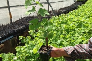 cultivating grapevines