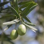 olive tree facts