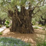 Olive Trees