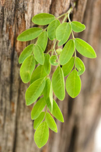 moringa oleifera