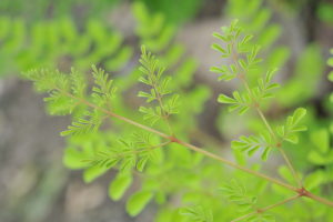 moringa oleifera