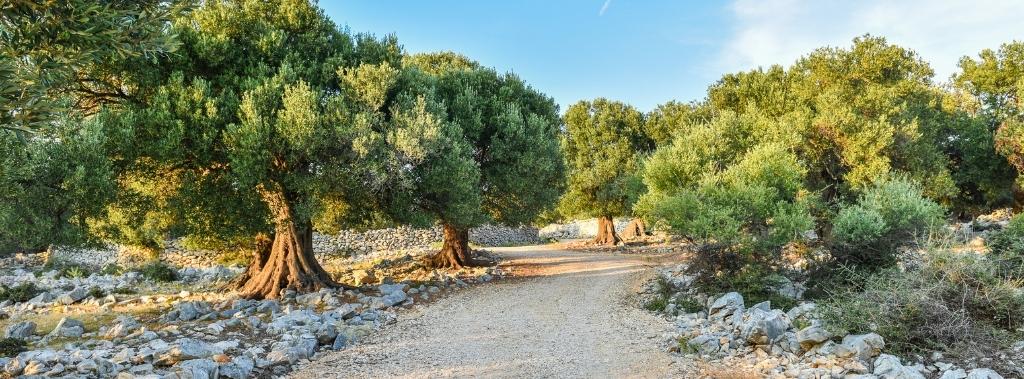 Mature olive trees lining a gravel road.