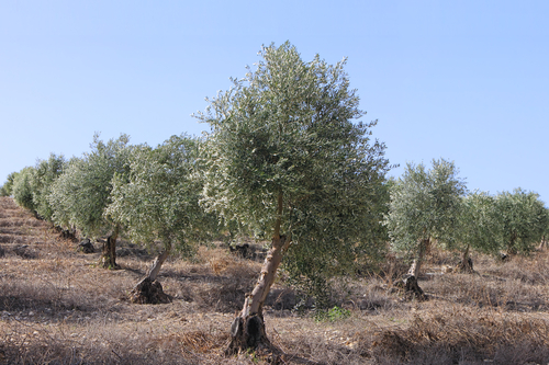 Ancient olive trees plantation (regenerated) on Judea Hills, Israel