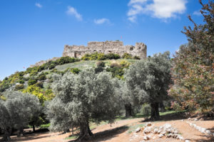 Olive grove against a hill with lock Nimrod ruins, Israel