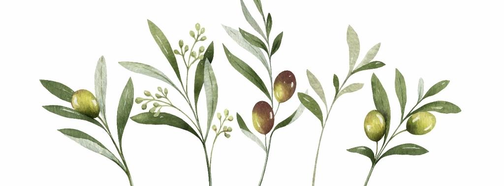 Watercolor bouquet of olive branches and flowers.