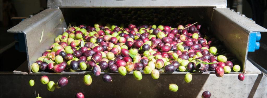 Cleaning olives before olive oil making process