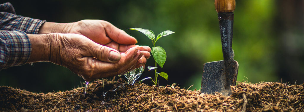 People sponsor olive trees in Israel for various reasons