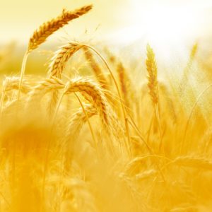 Shavuot: A Harvest Love Story