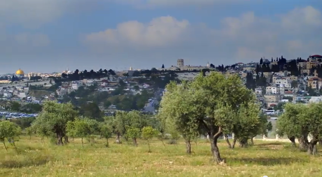 Why One Million Trees?
