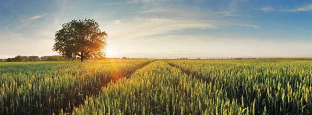 Celebrating Shavuot and the harvest