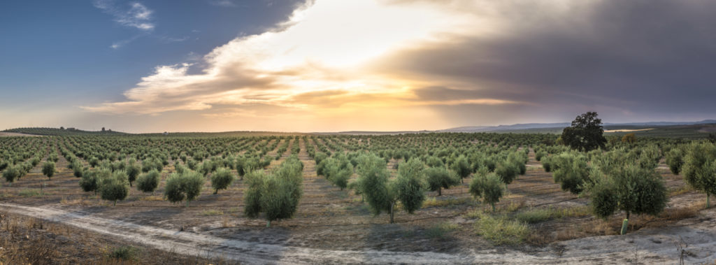 shutterstock_505957951 One million trees to be planted in Israel
