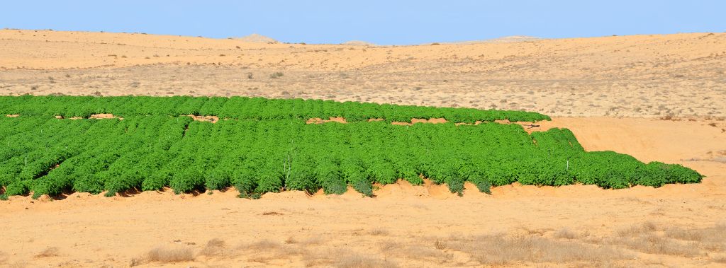 Up close look of the Negev desert and one of its farms.