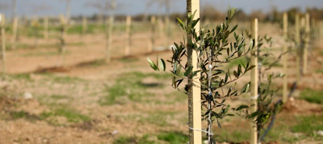 planting an olive tree