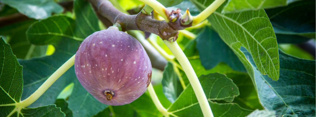 Fig tree, one of the seven species of Israel