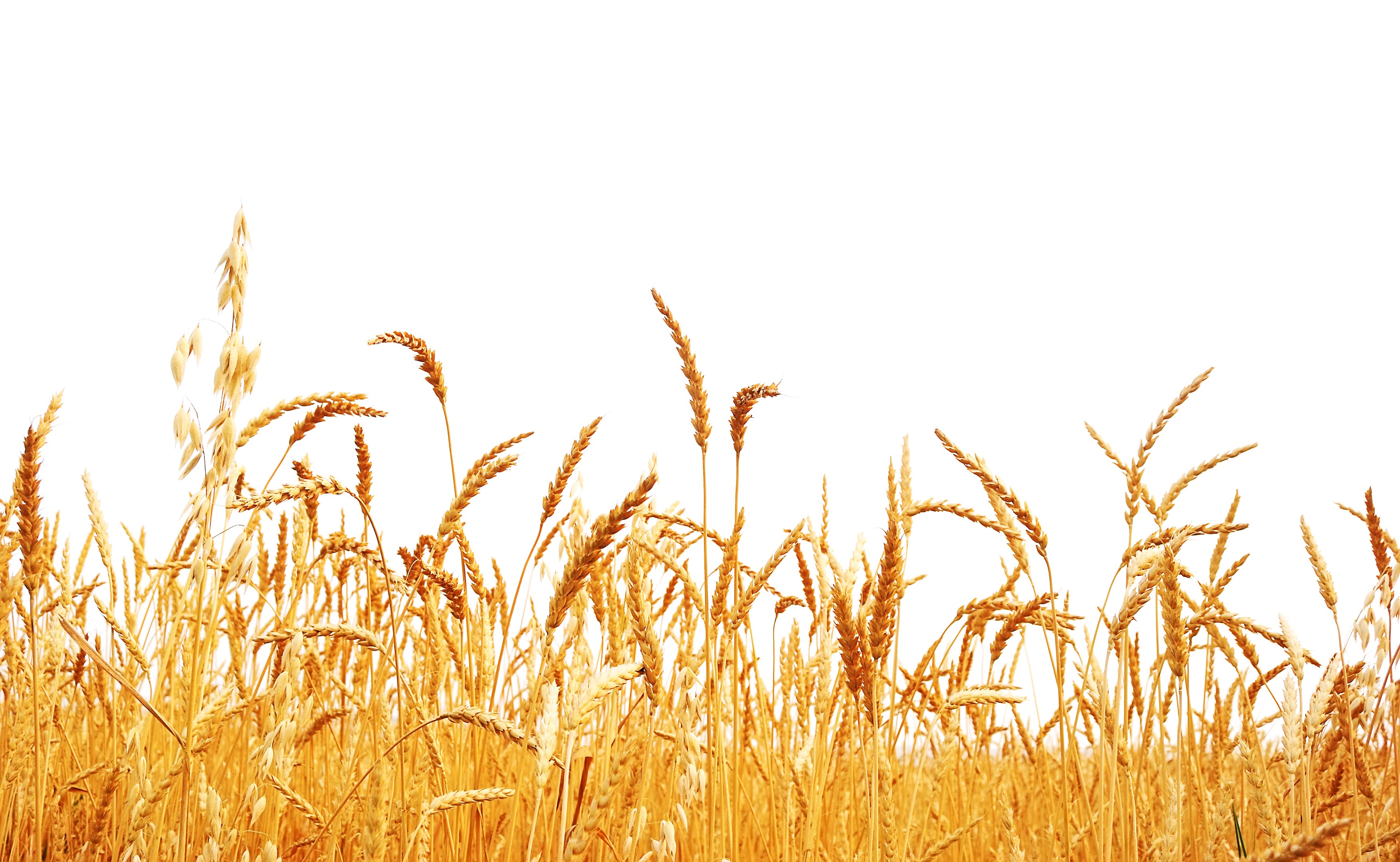 The Seven Species Barley and Wheat