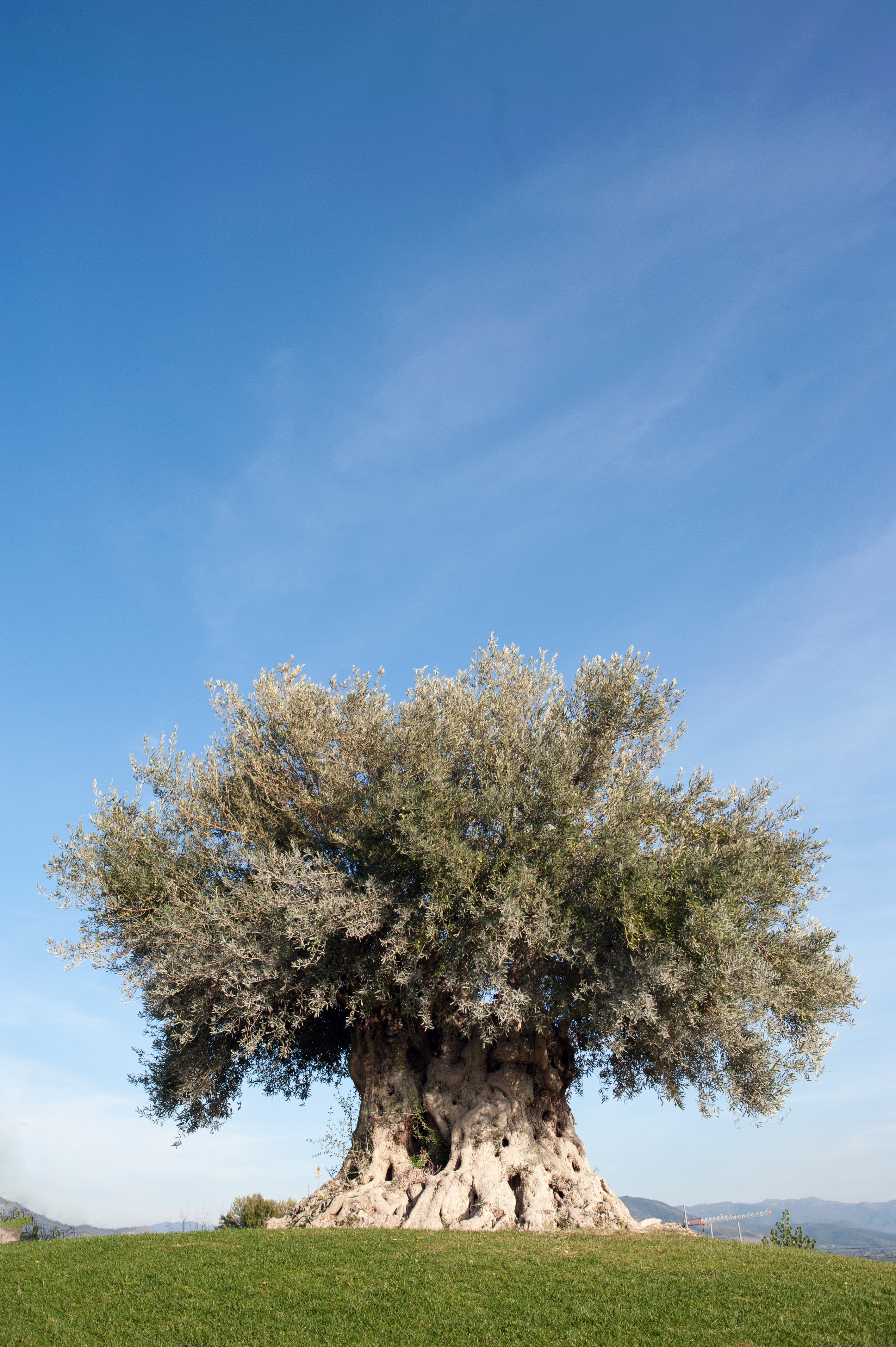 The Abundant LIFE of the Olive Tree…