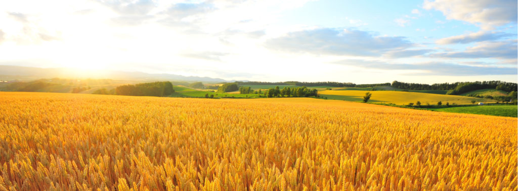 Field of wheat at sunset